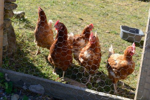 Chickens